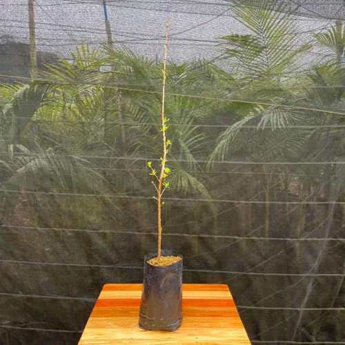 Muda Frutífera de Ameixa Irati Enxertada