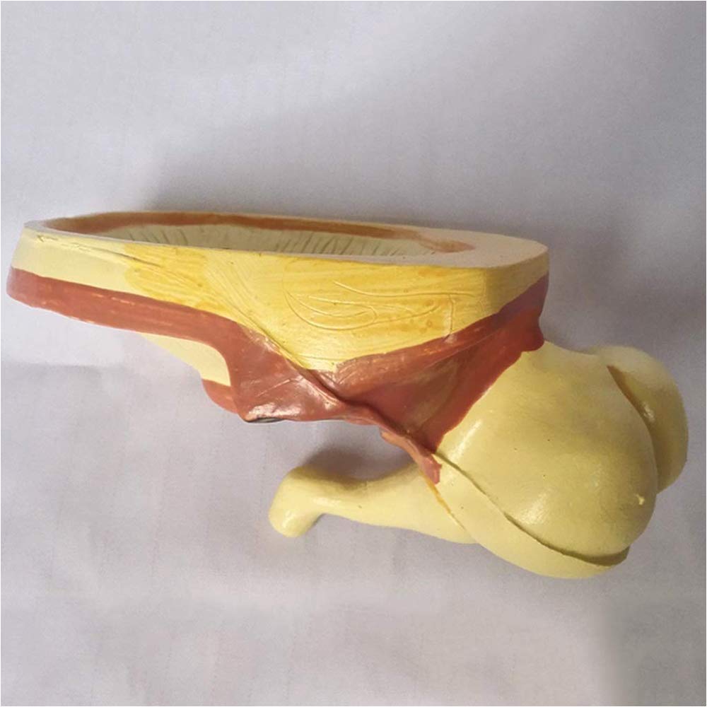Model ślimakowy - Model ucha ludzkiego - Materiały dydaktyczne Model symulacyjny ślimakowy Medyczny anatomiczny model ucha - Do szkolnego narzędzia do wyświetlania nauczania medycznego, sprzętu labor