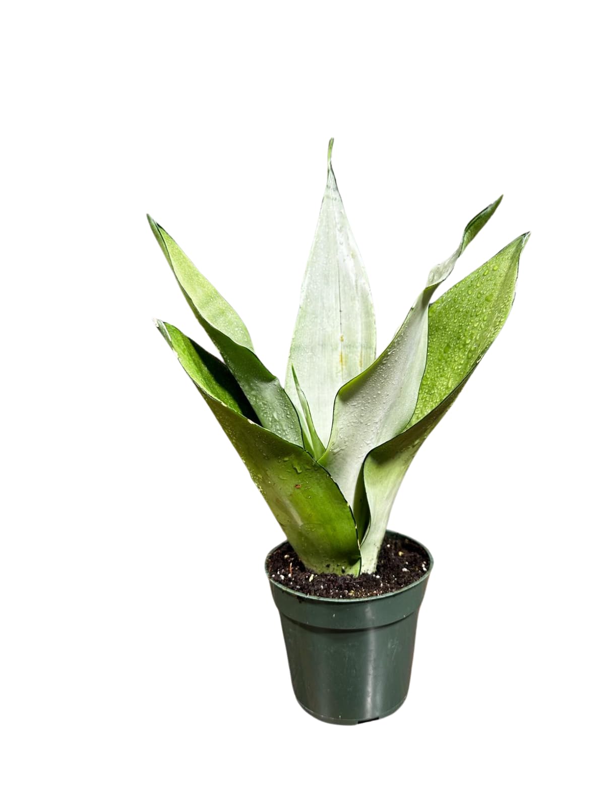 Sansevieria Moonshine 4 Inch Pot