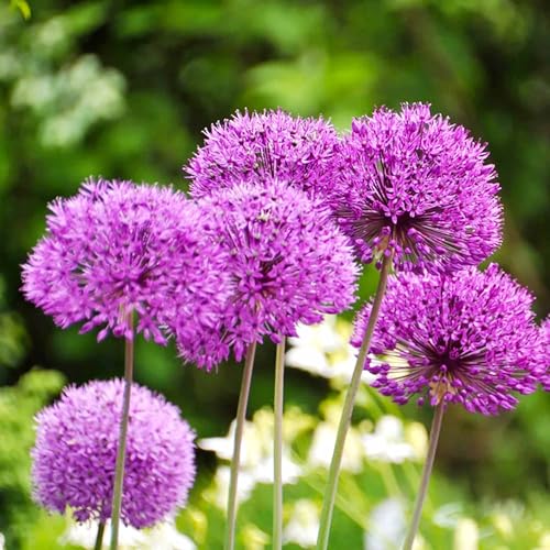 200+ Giant Allium Giganteum Beautiful Flower Seeds Garden Plant - Ornamental Onion Rabbit & Deer Resistant Drought Tolerant