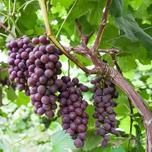 Generic Weinrebe Trauben Samen 30pcs