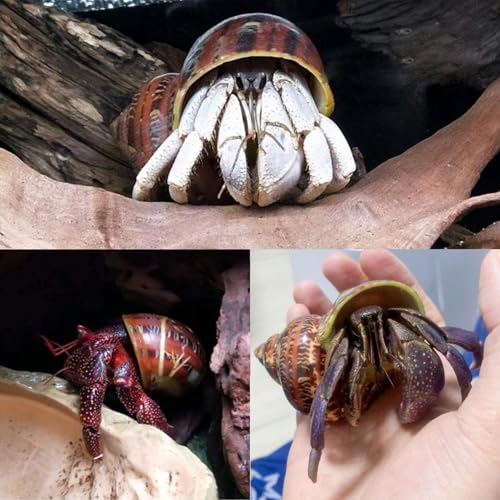 Image of PPCLION 7 PCS Large Medium Small Natural Hermit Crab Shells Turbo Sea Conch Shell for Decor, Size: 2-3.5 inch. Opening 0.5 inch-2 inch