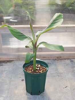 ダージリンバナナ 若木子株 　親株越冬してます。準備中。 ダージリンバナナ 若木子株 親株越冬してます。