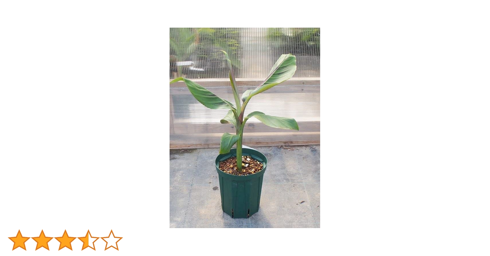 Amazon.co.jp: 耐寒性バナナ苗 ダージリン バナナ 5号株 庭植え