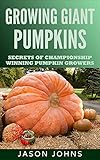 Growing Giant Pumpkins - How To Grow Massive Pumpkins At Home: Secrets For...