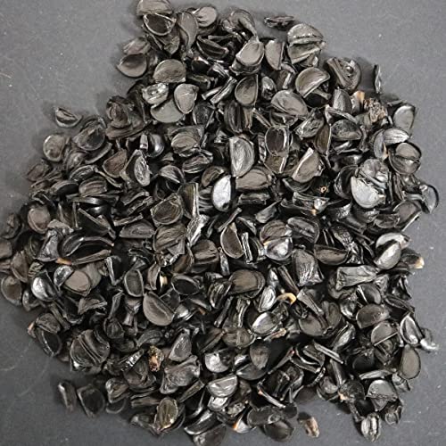 �y��q�z�A�K�x�E�O���V�G���G 20s Agave gracielae