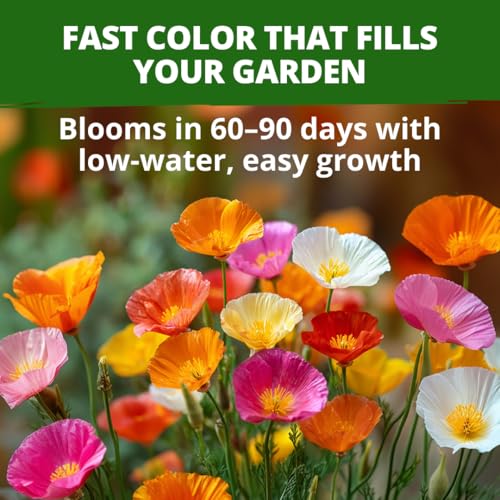 Image of HOME GROWN California Poppy Formula Mix Flower Seeds for Spring 2026 Planting, Eschscholzia californica, 3000 Seeds 3.9g, Heirloom Non-GMO California Wildflower Seeds Bulk, Poppy Flower Seed