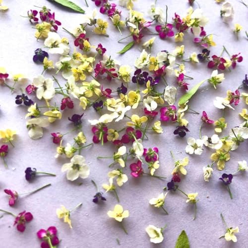 アリッサム 生花」の人気商品一覧 | 安い商品を通販サイトから探す
