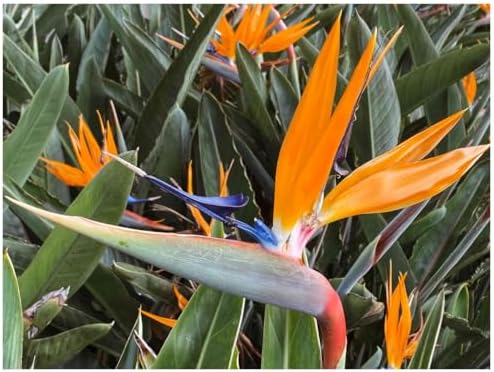 best fertilizer for birds of paradise that will transform your garden 5 Exotica Tropicals Professional Nursery Grade Strelitzia Bird of Paradise Fertilizer 4 LB Six Month Slow Release Plant Food