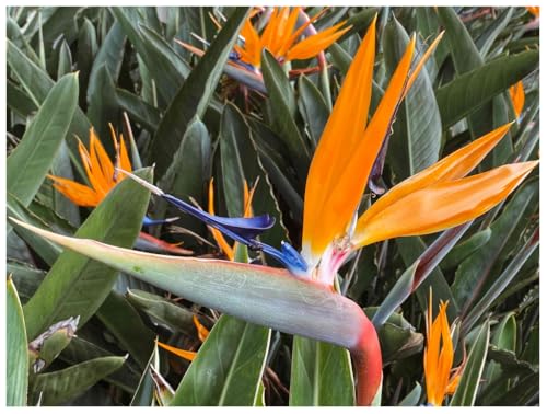 Exotica Tropicals Professional Nursery Grade Strelitzia Bird of Paradise Fertilizer 4 LB Six Month Slow Release Plant Food