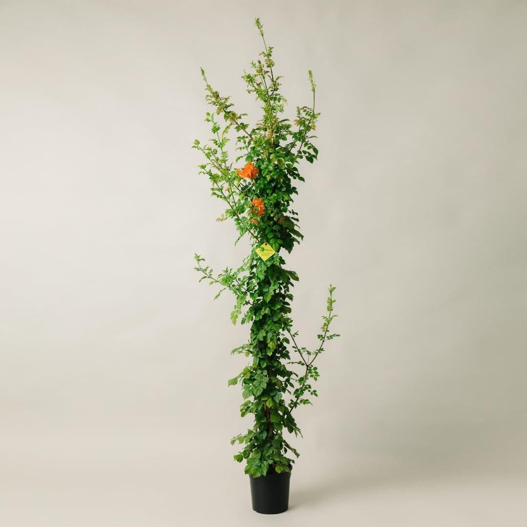 BIGNONIA CAPENSIS. Pianta rampicante da esterno, vaso da 19cm. Piante vere da esterno per giardino e pergolato. 6 mesi di concimazione con sistema Plantì.