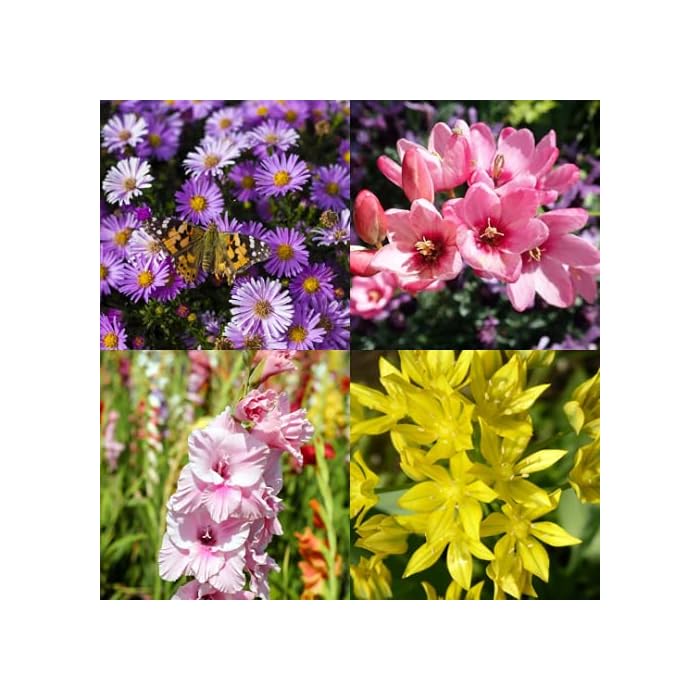 Buy 100 Bulbs Bee & Butterfly Blooming Flower Bulb Collection