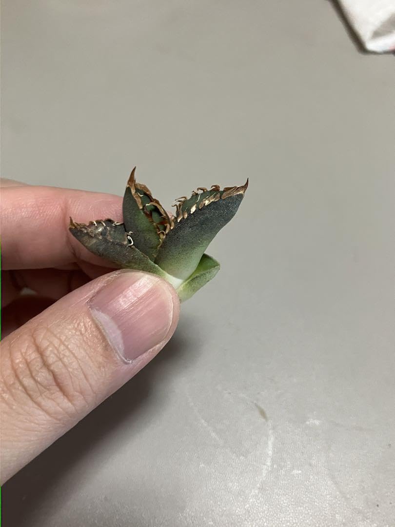 Amazon.co.jp: アガベ チタノタ オテロイ 包心龍 OC株 子株 おまけ1株