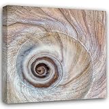 ArtDirect Moon Snail Shell Gallery Canvas