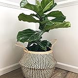 Natural Craft Seagrass Belly Basket Zigzag Black Storage (Size: 12x12x12inches), Laundry, Picnic Woven Straw Beach Bag - Plant Pots Cover Indoor Decorative (Plush Criss-Cross Seagrass Black)