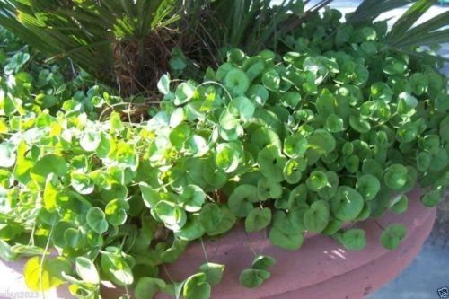 Dichondra ,Emerald Falls, 10 Seeds~ Hanging basket or dense,lush ground cover!