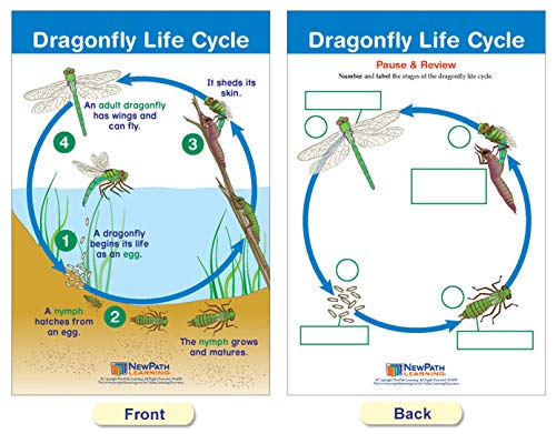 Newpath Learning Life Cycles Bulletin Board Charts, Set/8 - Laminated, Double-Sided, Full-Color, 12" X 18" (94-1504) #TOP2