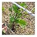 David's Garden Seeds Leafy Greens Spinach Malabar Red SL2437 (Purple) 200 Non-GMO, Open Pollinated Seeds