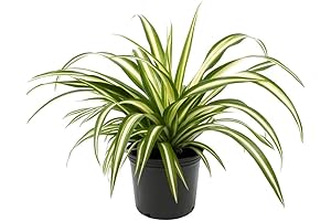4-Inch Pot Spider Plant: Vibrant Home and Office Greenery