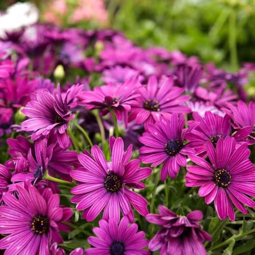 Image of Osteospermum Seeds Pack 50+ Premium African Daisy Garden Seeds for Planting Balcony Terrace Home Gardening Colorful Daisy Flowers Easy Grow Seasonal Bloom Plants (Osteospermum 55++)