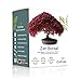 Cultivea Mini - 5 Bonsai Ready-to-Grow Kit - Semi di qualità - Giardino e decorazione - Idea regalo (Mela rossa, Cercis cinese, Cornus Kousa, Albizia, Abete rosso)