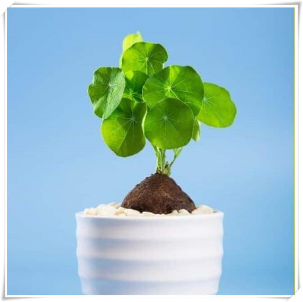 Stephania erecta Bulb, Excellent Display,Flowering Rhizome, Stephania erecta Plant-1 Bulb-B