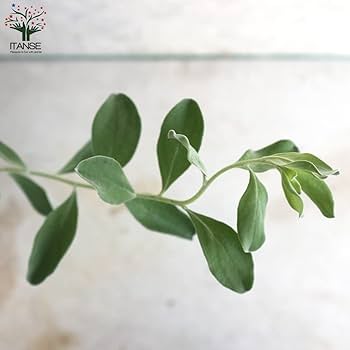 レウコフィルム　グリーンリーフ　/畑2 レウコフィルム グリーンリーフ /畑2