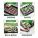 RooTrimmer 10 Pack 1020 Trays, Extra Thick Heavy Duty Seed Starting Trays - No Holes, No Leak, Reusable Propagation Flats for Microgreens, Seedlings, Plant Germination, Fodder and Transplant