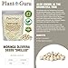 Moringa Seeds Kernel Shelled 2 oz. - Clean PKM1 Variety - Edible - Moringa Oleifera - Malunggay - Semillas De Moringa - Drumstick Tree - Non-GMO - 250 to 300 Seeds Approx.