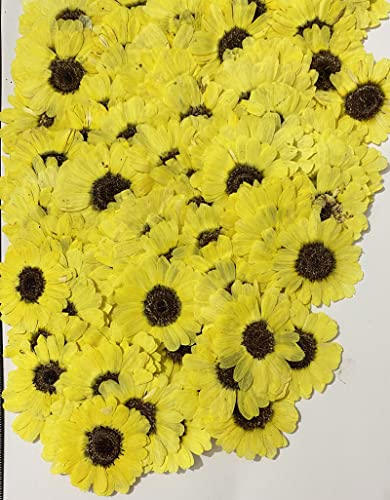 12 flores secas naturales girasol amarillo brillante miniatura 1