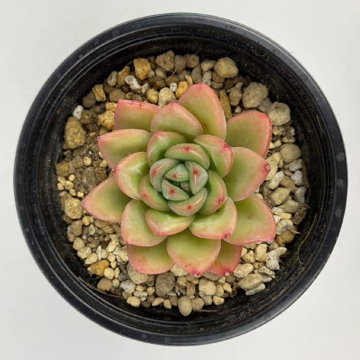 Amazon.co.jp: 多肉植物 エケベリア ヨンドゥ9cm ポット Amazon.co.jp: 多肉植物 エケベリア ヨンドゥ9cm ポット