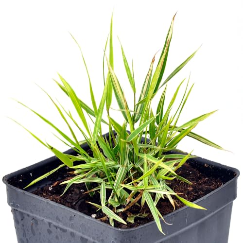 Hakonechloa 'Albo-striata', Japanese Forest Grass, Hakone Grass,...