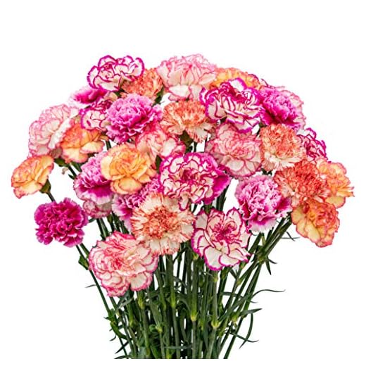 100 BiColor Carnations - Fresh Cut Flowers