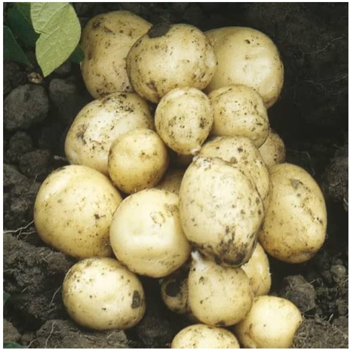 Main Crop Seed Potatoes Orla, Main Crop Organic Variety,X10 Tubers, Ready for Planting Now.
