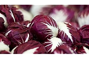 500+ Fresh Radicchio (Chicory) Seeds for the Most Vibrant Verona Red Rosettes...