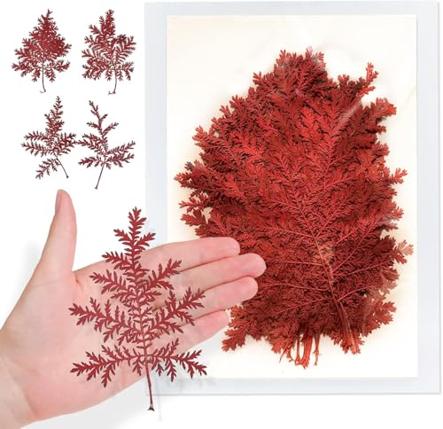 Hojas Secas Rojas Prensadas para Artesanía, 42PCS miniatura 1