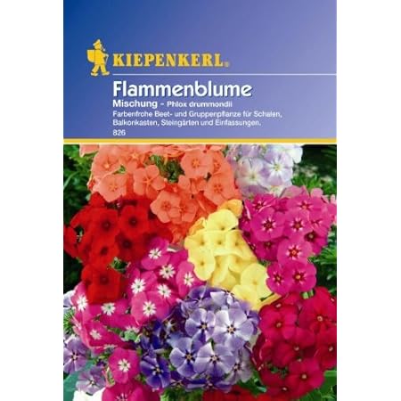 Kiepenkerl Phlox-Mischung