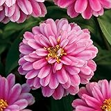 Park Seed Zinnia Seeds, Planting Flowers, Easy to Grow, Non-GMO, Perfect for Spring Garden, Double Zahara Raspberry Ripple, Pack of 25