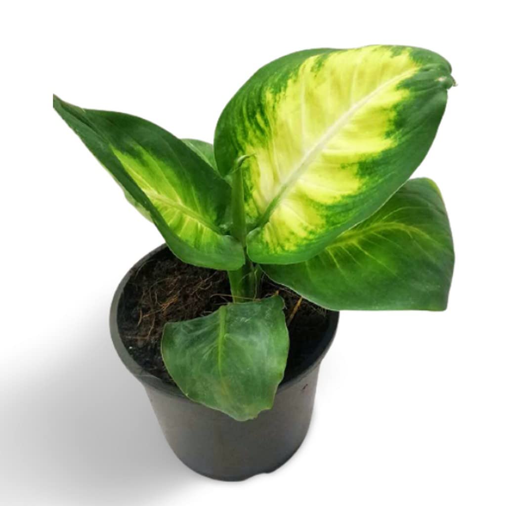 OhhSome Indoor Plant Real Plants | Aglaonema Green (Dieffenbachia Seguine) Best Air Purifying For Home And Office Hanging Pots Desk (Healthy Live Plant) (B09L898TTB) Amazon Price History, Amazon Price Tracker