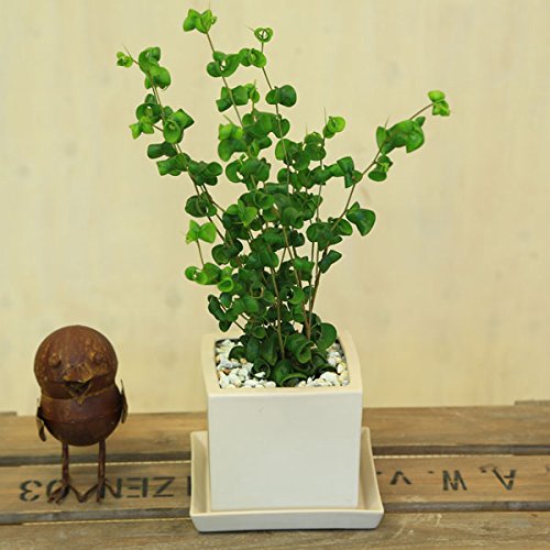 観葉植物:フィカス ベンジャミン バロック* キューブ陶器鉢 受け皿付き 白ゼオライト