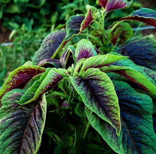 500 pcs Red Stripe Leaf Amaranth Edible Spinach-Like Salad Green Seeds