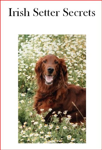 irish setter amazon