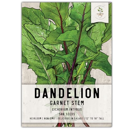 Seed Needs Garnet Stem Dandelion Seeds for Planting - Non-GMO, Heirloom & Untreated Edible Herbs - Grow Your own Food for Tortoises, Rabbits & Bearded Dragons (1 Pack)