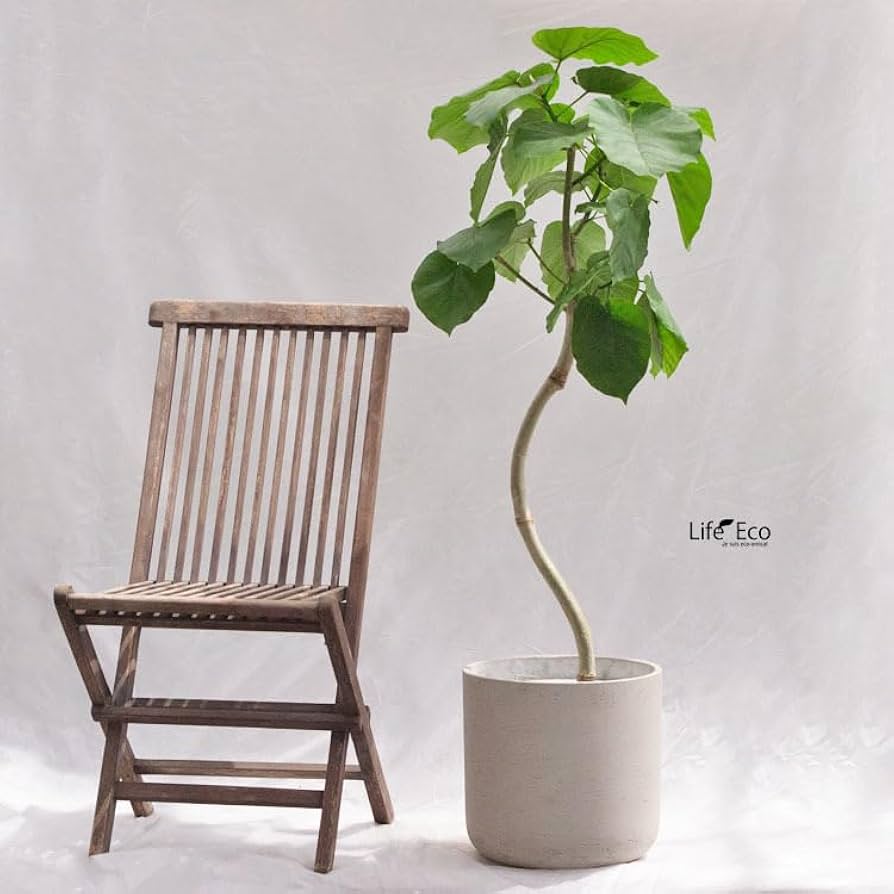 フィカス・ウンベラータ 147cm 8号 S-shaped フィカス・ウンベラータ 8号 147cm S-shaped tree form - メルカリ