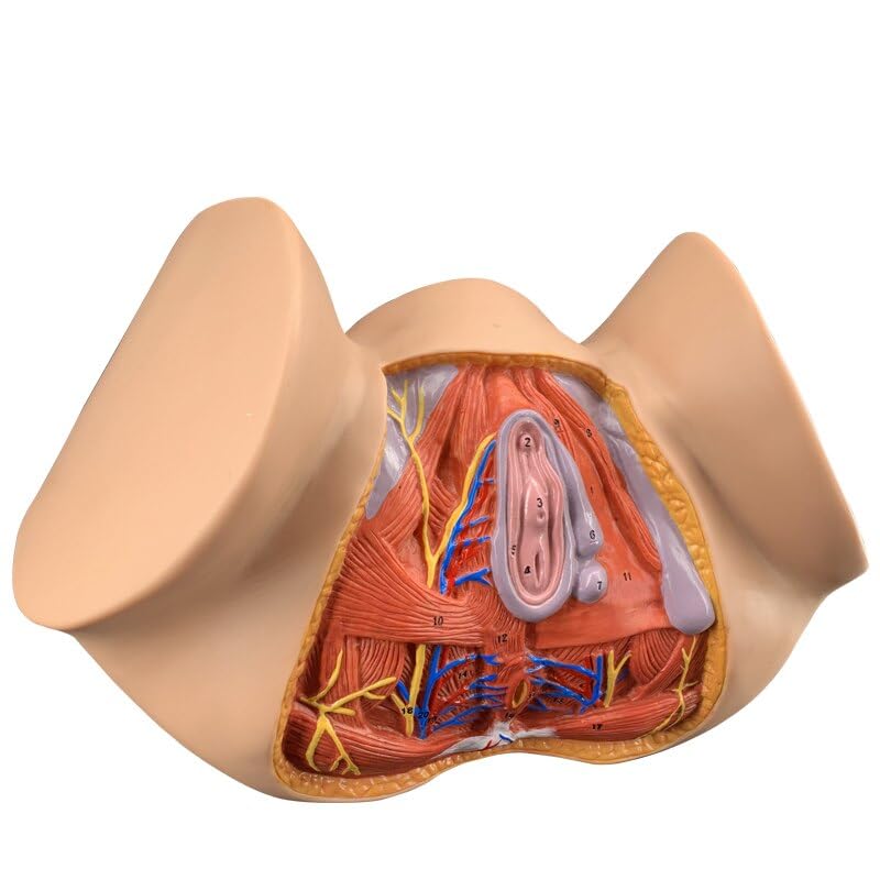 Amazon.co.jp: 人体模型 解剖モデル 女性会陰モデル生殖器系肛門解剖学