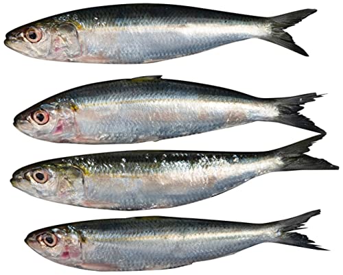 Sardines Big 500 g Approx. - Whole Cleaned