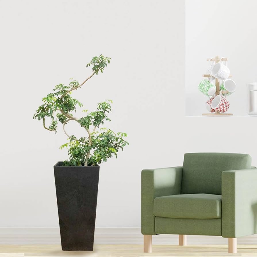 ⑰　シェフレラ　マルコ　8号曲がり仕立て　希少品種 ① シェフレラ マルコ 8号 曲がり仕立て 希少品種 - メルカリ