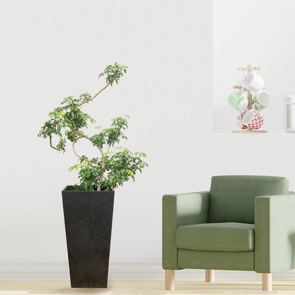 Amazon | 観葉植物 シェフレラ ホンコンカポック グリーン 曲がり 8号