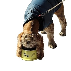 Spaniel-Bowl-for-Long-Ear-Dog-Ergonomic-Personalized-Custom-Design-Bowls-NO-Tip-Stainless-Dish-Medium-17oz-63-x-53-x-30inch-Banana-Yellow - Cucciolini Doodles   Spaniel-Bowl-for-Long-Ear-Dog-Ergonomic-Personalized-Custom-Design-Bowls-NO-Tip-Stainless-Dish-Medium-17oz-63-x-53-x-30inch-Banana-Yellow