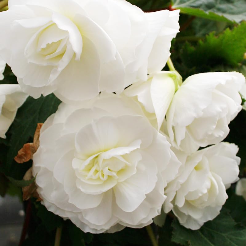 White Double Begonia Bulbs
